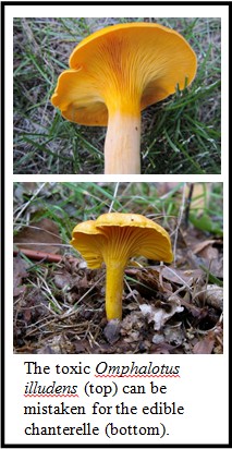 The toxic Omphalotus illudens (top) can be mistaken for the edible chanterelle (bottom).