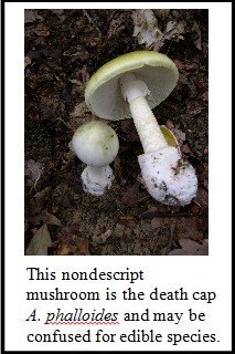 This nondescript mushroom is the death cap A. phalloides and may be confused for edible species