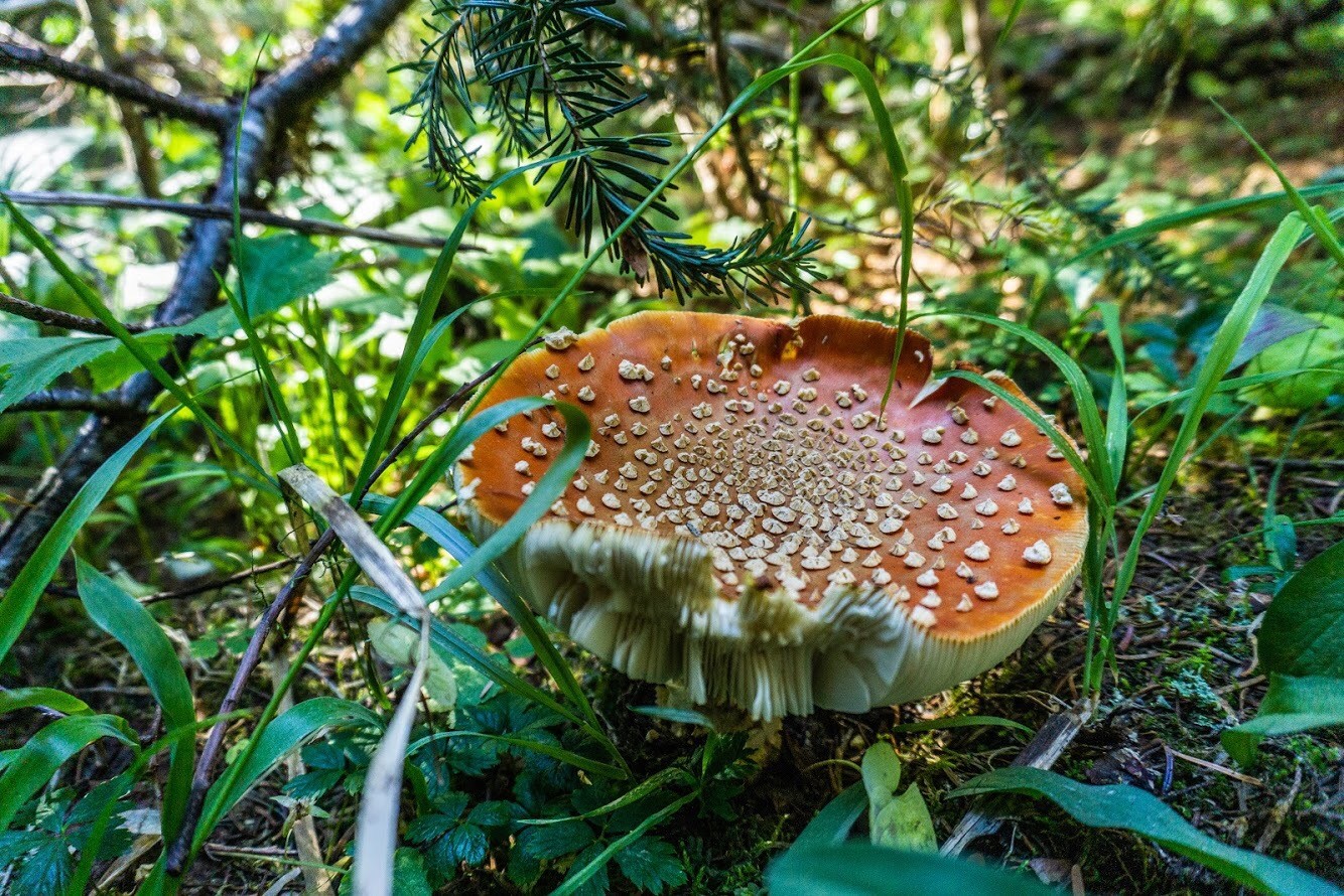 Spring Mushroom Blooms - Washington Poison Center