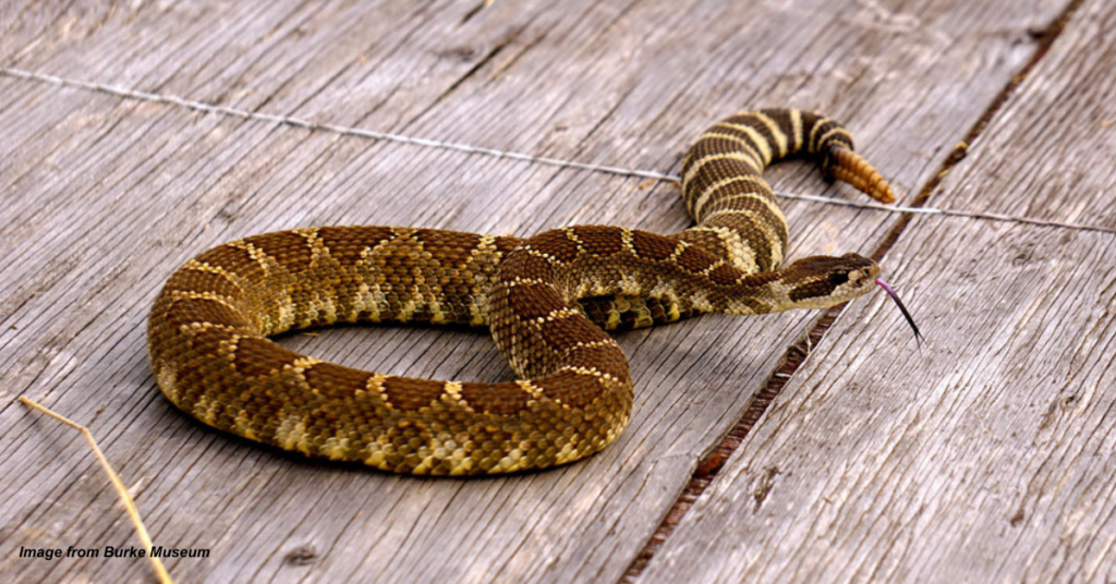 Image of Northern Pacific Rattlesnake coiled on wood boards