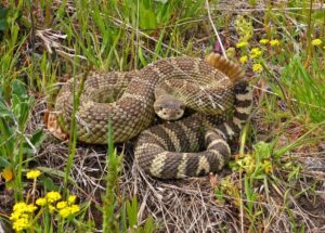 Western rattlesnake coiled in grass and yellow wildflowers with rattle raised