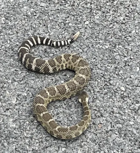 Western rattlensake on gravel, uncoiled