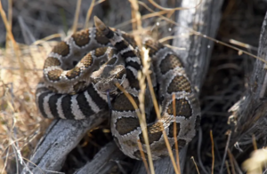 Western rattlesnake coiled on logs 